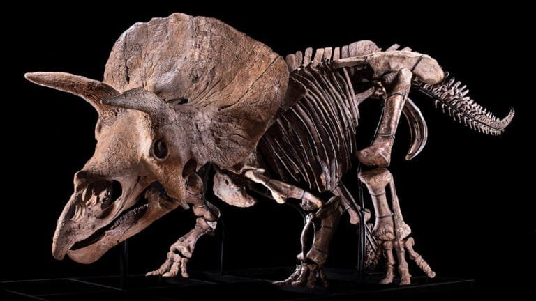 What is suggested by these hole scientists in Triceratops