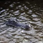 Authorities kill alligator after woman's remains were found lodged inside reptile's jaw