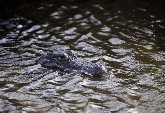 Authorities kill alligator after woman's remains were found lodged inside reptile's jaw